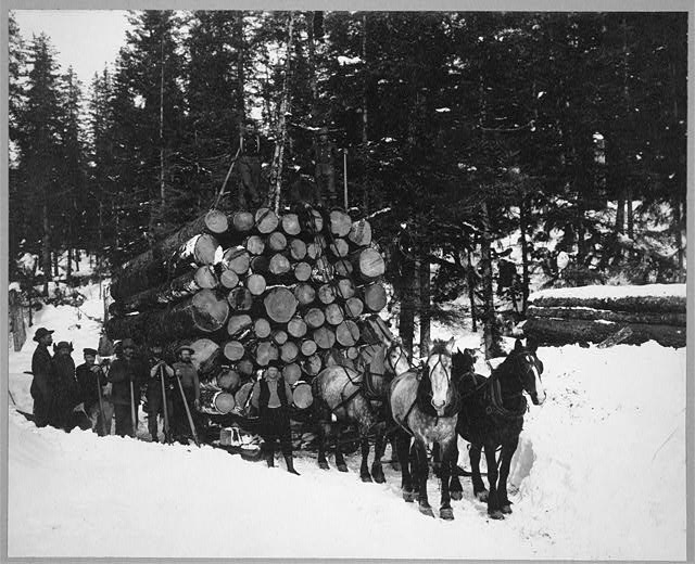 Logs being hauled on a sleigh by a team of horses along...