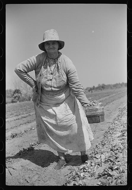 Strawberry pickers near Lakeland, Florida (see general...