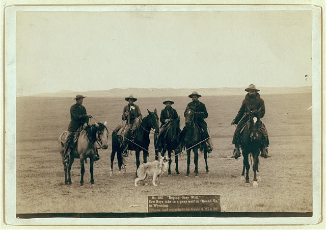 "Roping gray wolf," Cowboys take in a gray wolf on "Round...