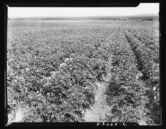 Fort Kent, Maine. (vicinity). Potato field of Albert...