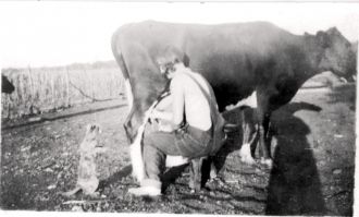 Grandmother Winifred Clayton Milking Cow