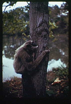 Animal portraits. Monkey climbing tree
