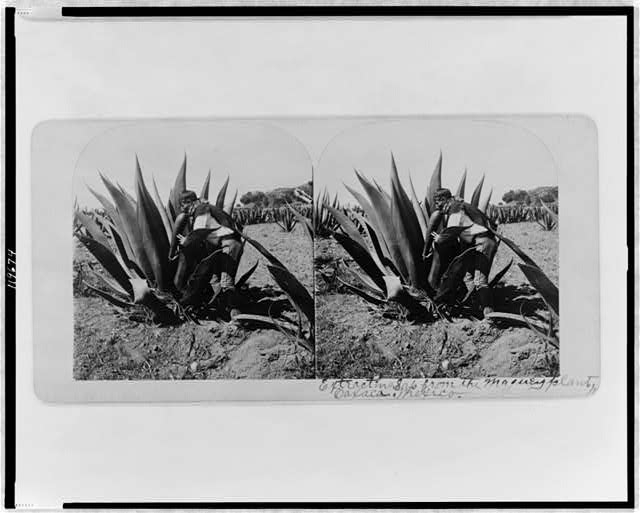 Extracting sap from the maguey plant, Oaxaca, Mexico