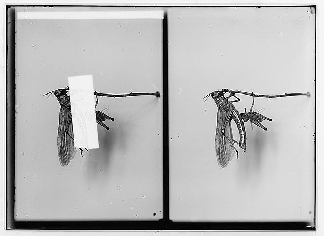 The terrible plague of locusts in Palestine, March-June...
