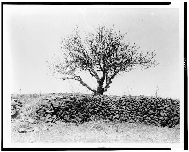 [Fig tree after devastation by locusts, Palestine]
