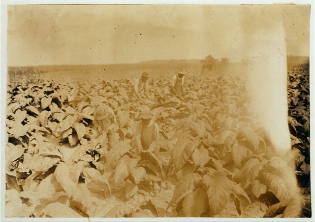 Charlie Howard, a colored tenant on farm of B.F....