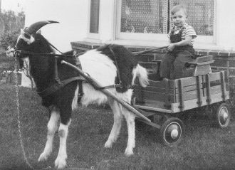 Norman Dennis Savage and his Goat Cart