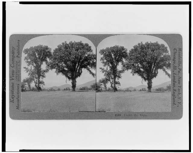 Under the elms
