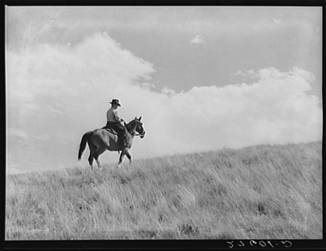 Rancher. Three Circle roundup. Custer Forest, Montana
