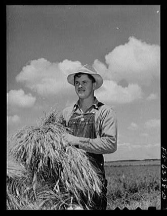 Vernon County, Wisconsin. Alton Lee, hired hand, with...