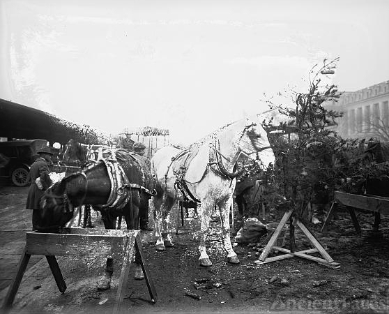 Horse Christmas tree, 1919