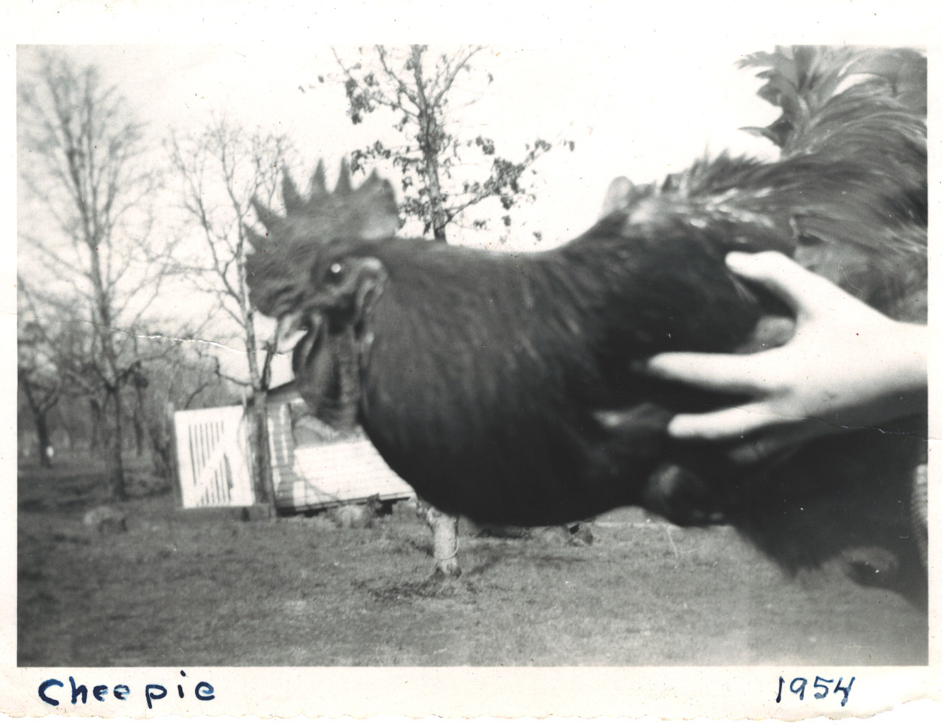 Cheepie 1954