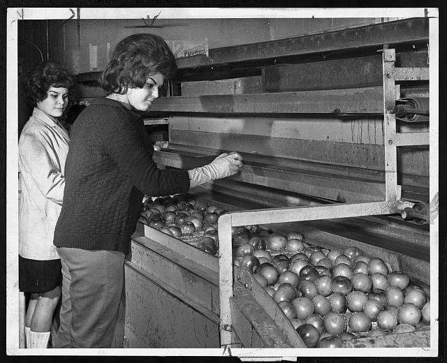 [Women at Iris Fruit Corp. sort tomatoes for packing at...