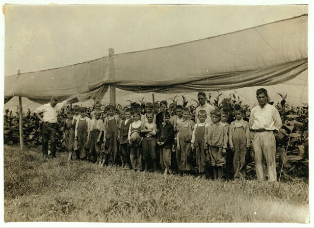 Young pickers in field, American Sumatra Tobacco Co. We...