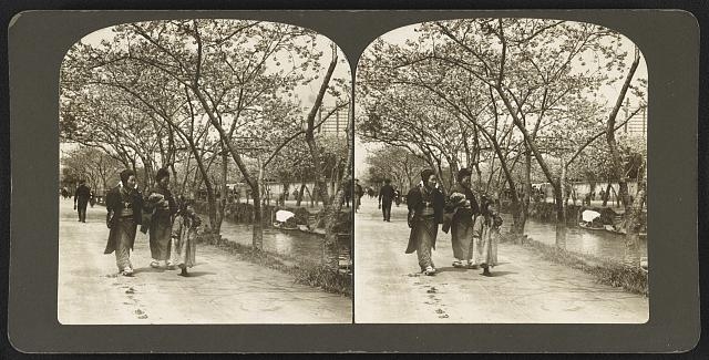 Cherry trees by the river Tokio