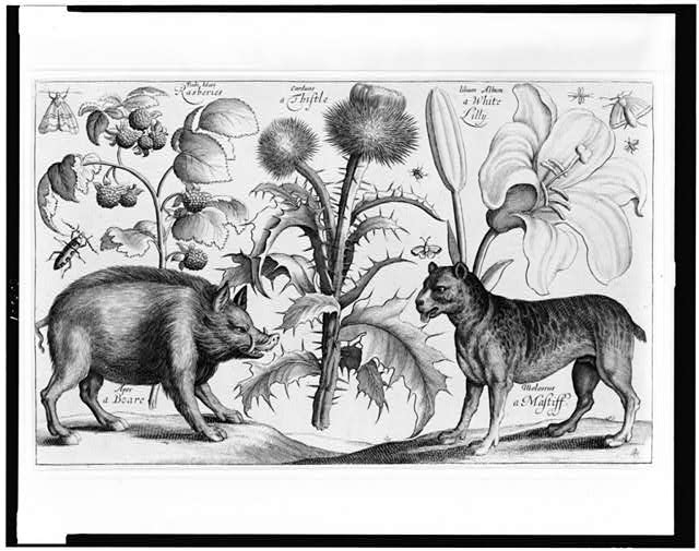 [Boar, mastiff, thistle, raspberries, lily, moths and...