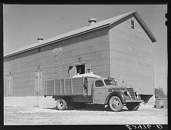 Taking cotton seed out of new seed house to be taken to...