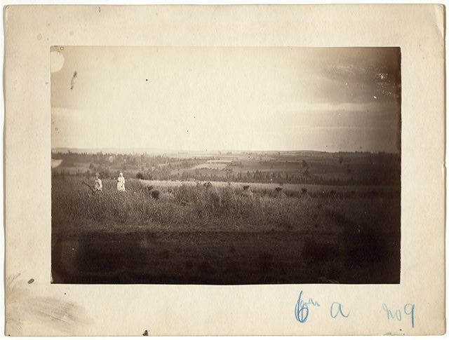 [Women reaping in cultivated land near Krasno i arsk]