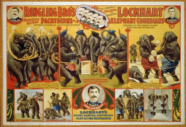 Ringling Bro's marvelous acting Pachyderms ... Lockhart...