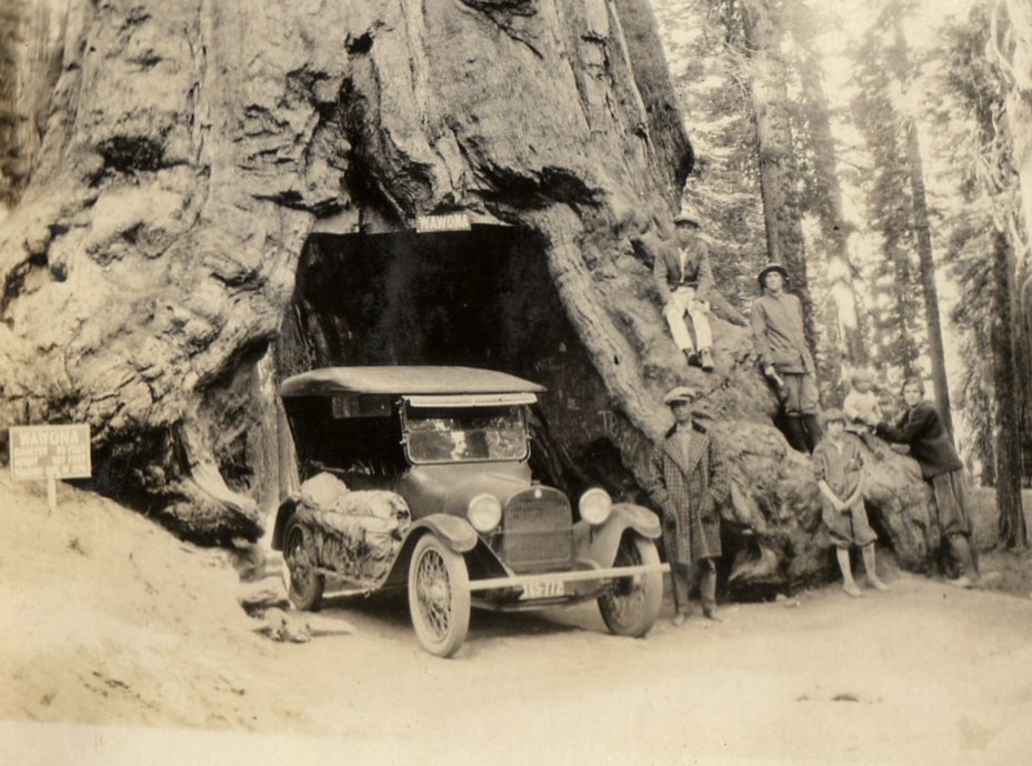 Giant Redwood