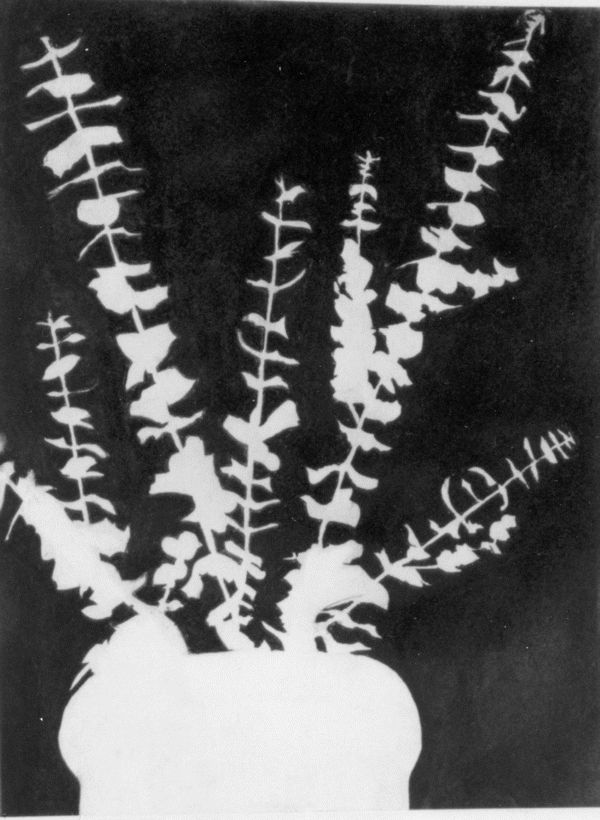 B&W Drawing by Fred Halkett