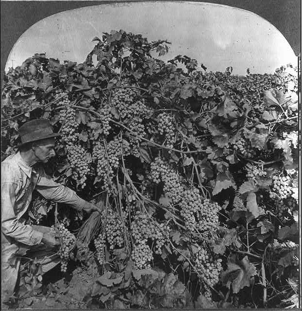 Close view of vines loaded with Emperor grapes, Tulare...