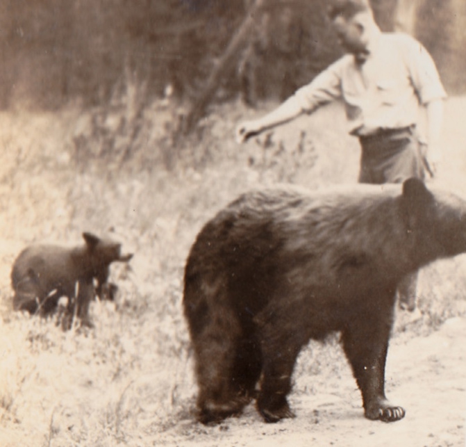 Black Bear and cub