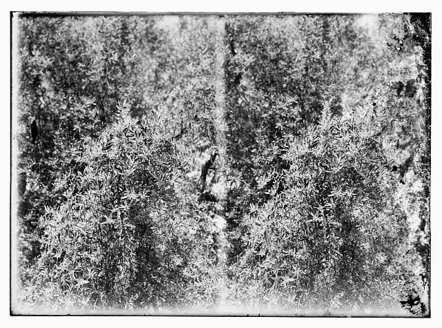 [Plants and vegetation]