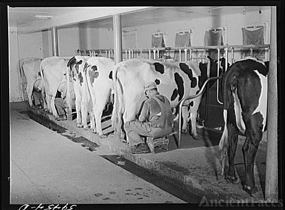 Cows being milked in dairy barn at Two River Non-Stock,...