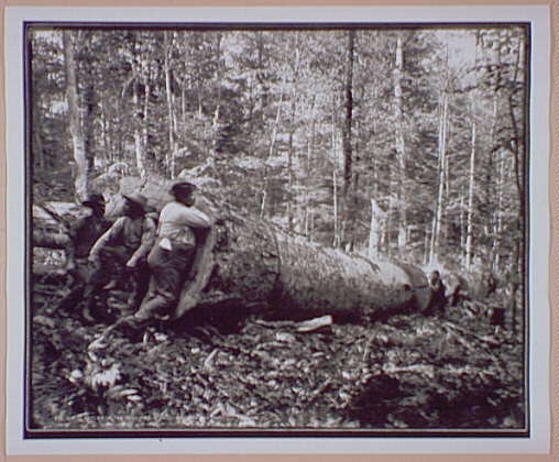 Giant Poplar of the Williams, W. Va.
