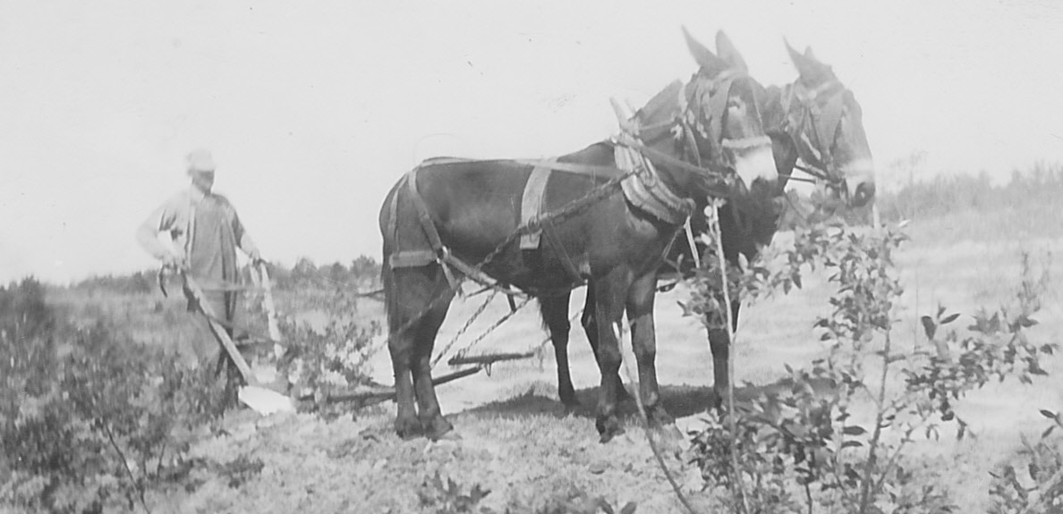 Vester Tucker and his Mules