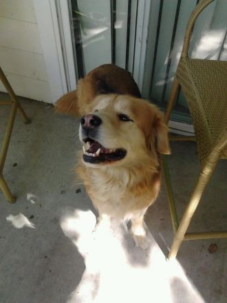 Fowler dog