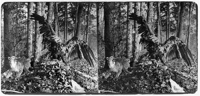 [Stuffed eagle and wildcat in forest setting] / by C.A....