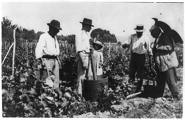 Antoine Lumiere inspecting grape harvest