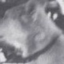 A photo of Jean Akar