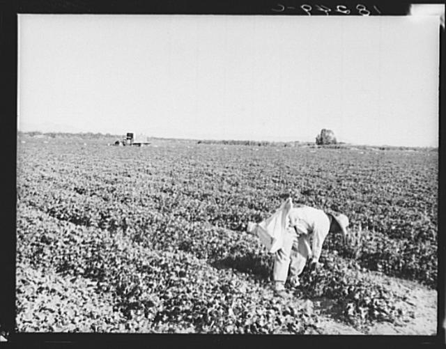 Mexican cantaloupe pickers at 5:00 a.m. Imperial Valley,...