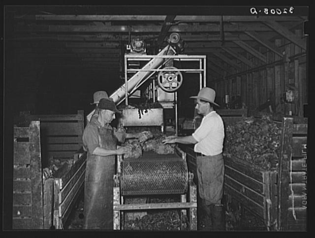 Packing broccoli. Elsa, Texas
