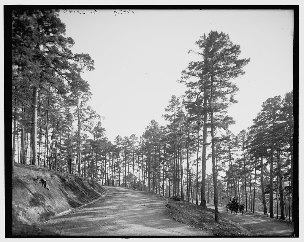 [Roadway through the pines, Hot Springs, Ark.]