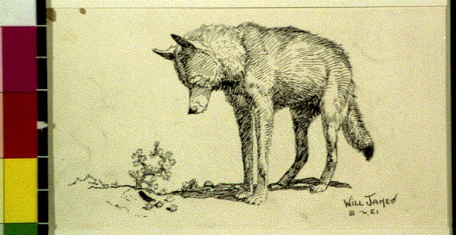 Coyote-clown of the prairies