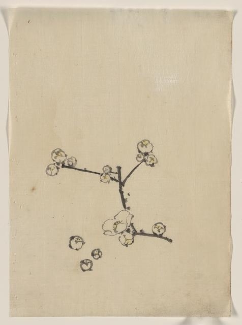 [A tree branch with blossoms]