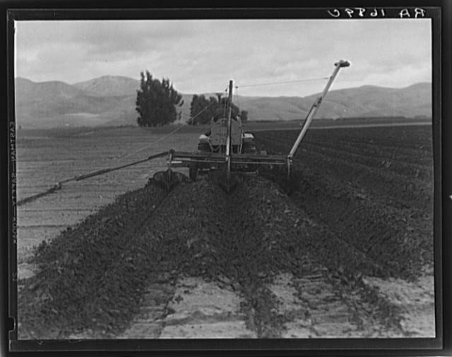 Sugar beet field freshly plowed by tractor with plowshare...