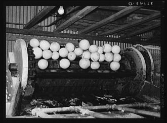Grapefruit, after being washed in vat, are carried by...