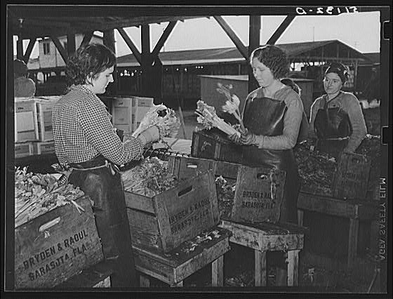 Migratory packinghouse workers crating celery. Belle...