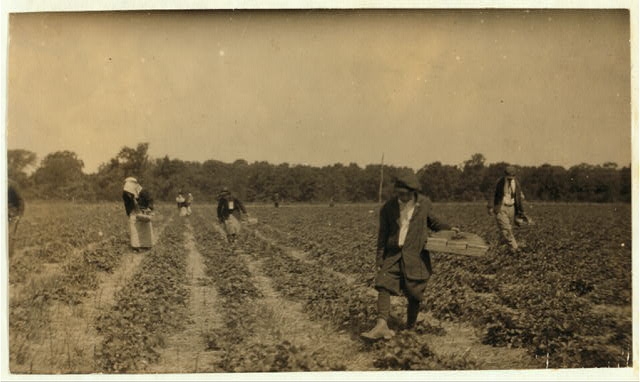 [Picking strawberries on Clagett and Covington farm. They...
