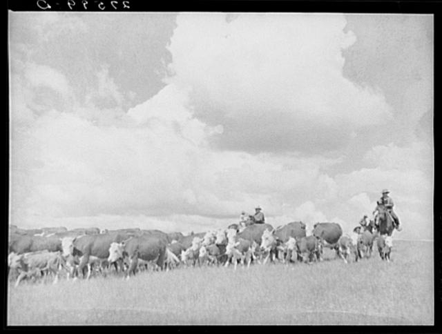 Driving cattle. Three Circle roundup. Custer Forest, Montana