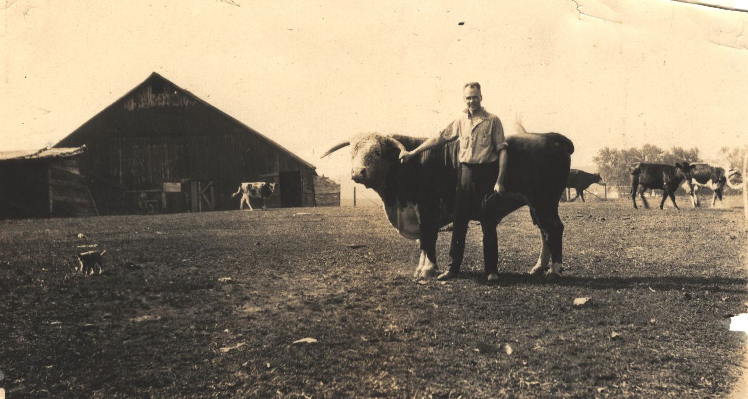 Man and a bull