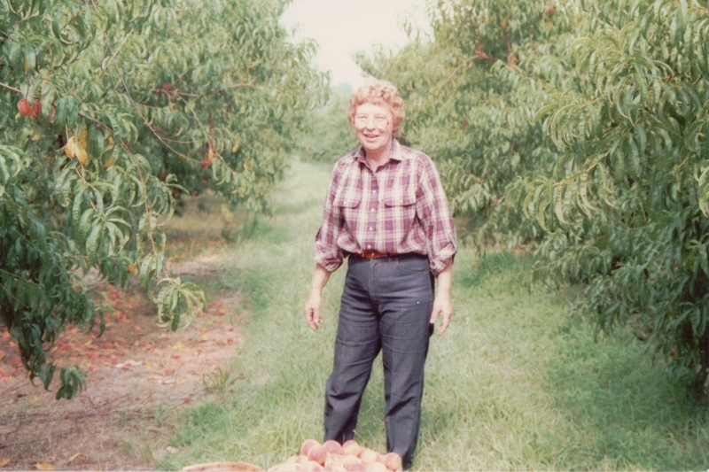 Picking peaches at Knotts Island, NC abt 1989-1999 Picking peaches at Knotts Island, NC abt 1989-1999