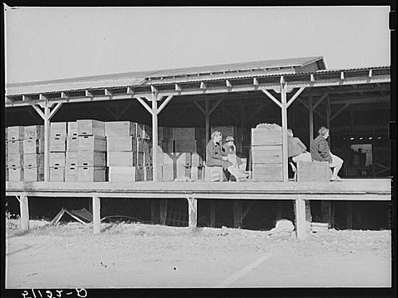 Migrant packinghouse workers waiting around for work....