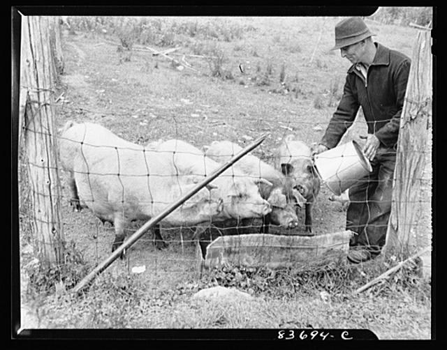 Fort Kent, Maine (vicinity). Leonard Gagnon feeding his pigs