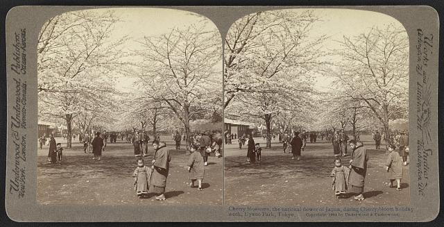 Cherry blossoms, the national flower of Japan, during...